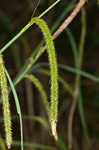 Hanging sedge